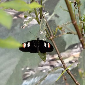 Heliconius Melpomene sub-species plessini