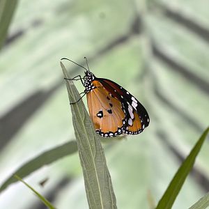 Danaus chrysippus