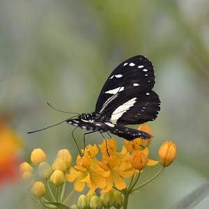 Heliconius athis