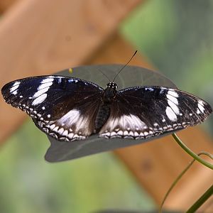 Hypolimnas bolina female