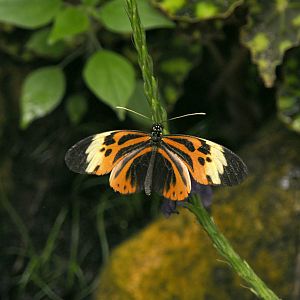 Heliconius numata
