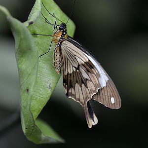 Papilio Dardanus male