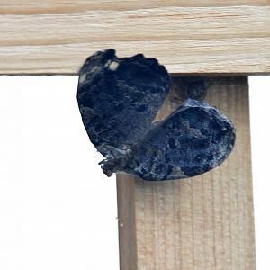 Mycelia ethusa underside