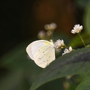 Eurema albula