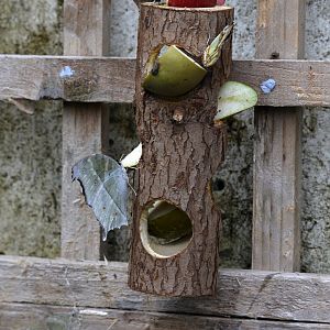 Salamis parhassus & Attacus atlas