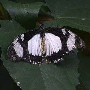 Papilio Dardanus female black and white form