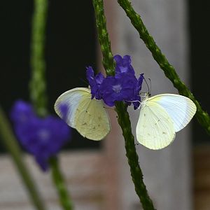 Eurema albula