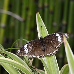 Hypolimnas bolina female