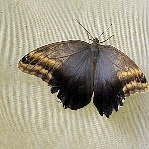 Caligo memnon upper side