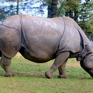 Indian rhinoceros; Whipsnade; 16th October 2021