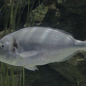 Gilthead seabream