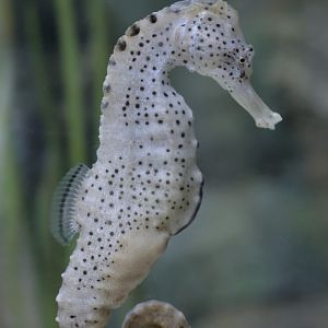 Longsnout seahorse