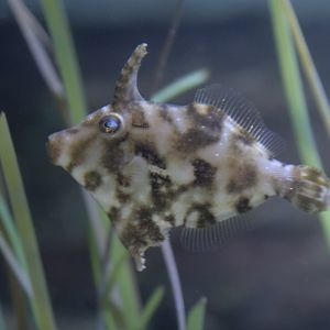 Bristletail filefish