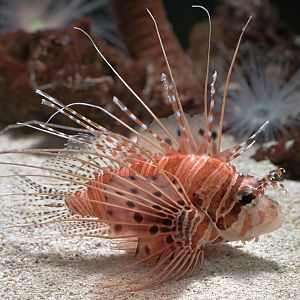 Broadbarred lionfish