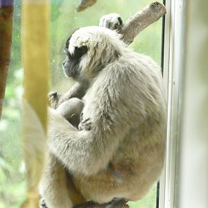 Pileated Gibbons, 18 October 2021