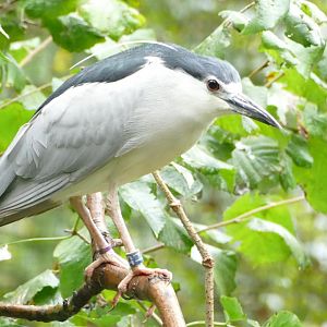 Black-crowned Night Heron, October 2021
