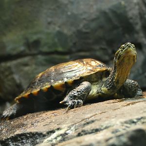 Annam Leaf Turtle, October 2021