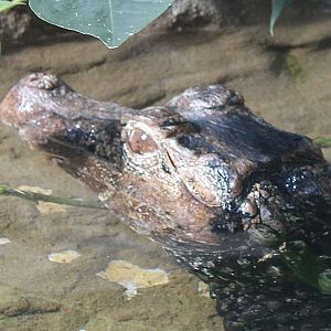 Oct. 2021 - Herpetarium - Dwarf Caiman
