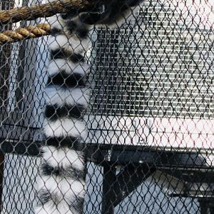 Oct. 2021 - New! Primate Canopy Trails - Ring-tailed Lemur