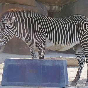 Oct. 2021 - Red Rocks - Antelope Yards - Grevy’s Zebra