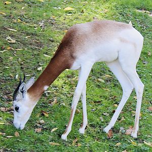 Oct. 2021 - Red Rocks - Antelope Yards - Dama Gazelle