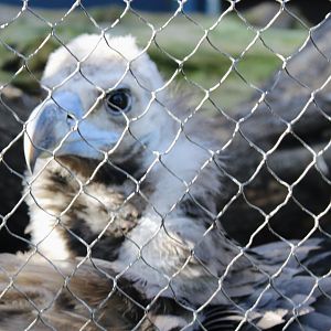 Oct. 2021 - Bird House - Cinereous Vulture