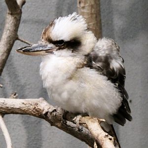 Oct. 2021 - Bird House - Kookaburra