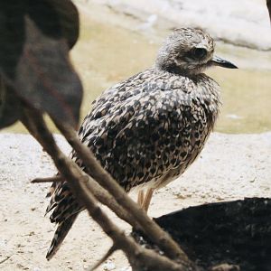 Oct. 2021 - Bird House - Cape Thick-knee