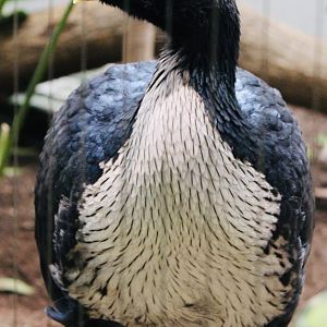 Oct. 2021 - Bird House - Horned Guan