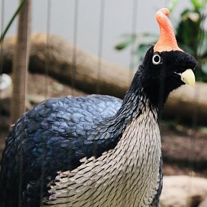 Oct. 2021 - Bird House - Horned Guan