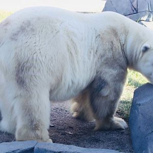 Oct. 2021 - Polar Bear Point - Polar Bear