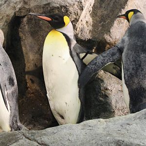 Oct. 2021 - Penguin & Puffin Coast - King Penguins