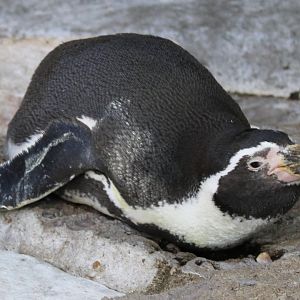 Oct. 2021 - Penguin & Puffin Coast - Humboldt Penguin