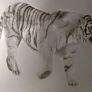 Siberian tiger
