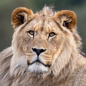 Male African Lion / Woburn / 15-10-21