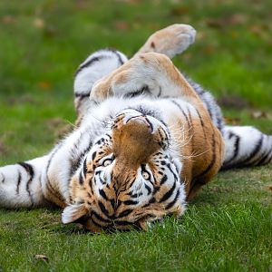 Amur Tiger - Elton / Woburn / 15-10-21