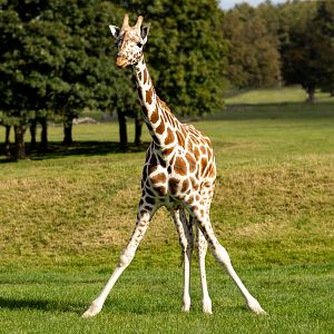 Rothchild's Giraffe  / Woburn / 15-10-21