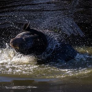 Black Bear  / Woburn / 15-10-21