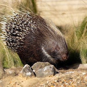 Crested Porcupine / Woburn / 15-10-21