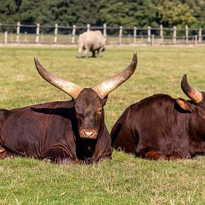 Ankole Longhorns  / Woburn / 15-10-21