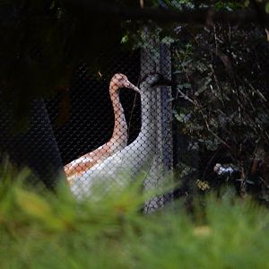 9/27/2021 - Whooping Cranes