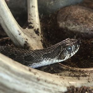 Western Hognose Snake
