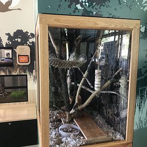 Southern Flying Squirrel Exhibit