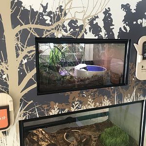 Northern Leopard Frog + Foxsnake Terrariums