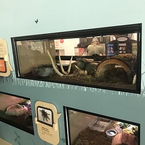 Western Hognose Snake + Eastern Tiger Salamander + Chilean Rose-Haired Tarantula Exhibits