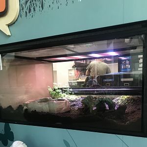 Eastern Tiger Salamander Terrarium