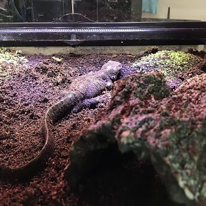 Eastern Tiger Salamander