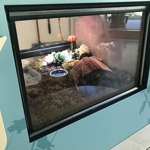 Chilean Rose-Haired Tarantula Terrarium