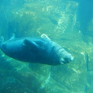 8/21/2021 - Gray Seal