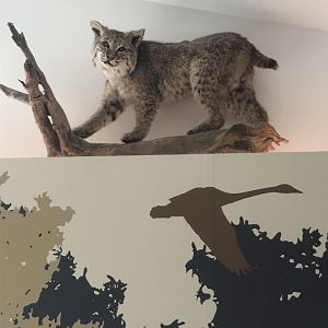 Canadian Lynx